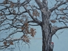 Pin Oak painting by Cathy Martin